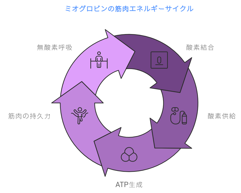 ミオグロビの筋肉に於けるエネルギーサイクルを表す図